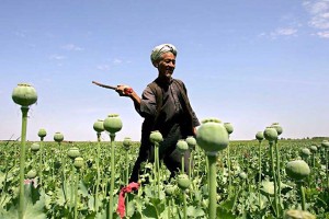 US efforts to control poppy cultivation in Afghanistan fail