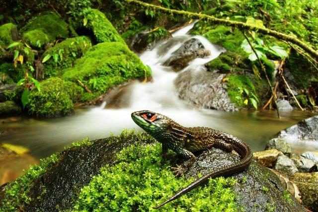 Lizard in Peru